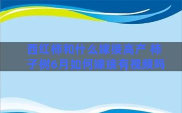 西红柿和什么嫁接高产 柿子树6月如何嫁接有视频吗